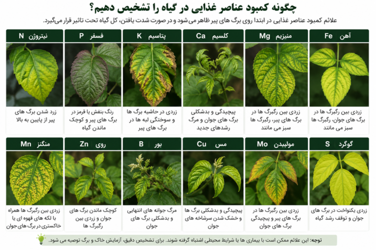 چگونه کمبود عناصر غذایی در گیاه را تشخیص دهیم؟