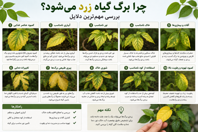 چرا برگ گیاه زرد می‌شود؟ بررسی مهم‌ترین دلایل